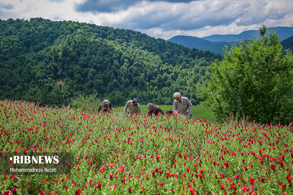 برداشت گل گاوزبان در مازندران/ گزارش تصویری