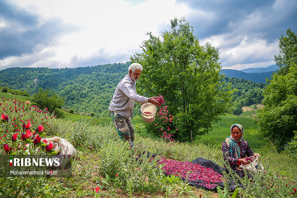 برداشت گل گاوزبان در مازندران/ گزارش تصویری