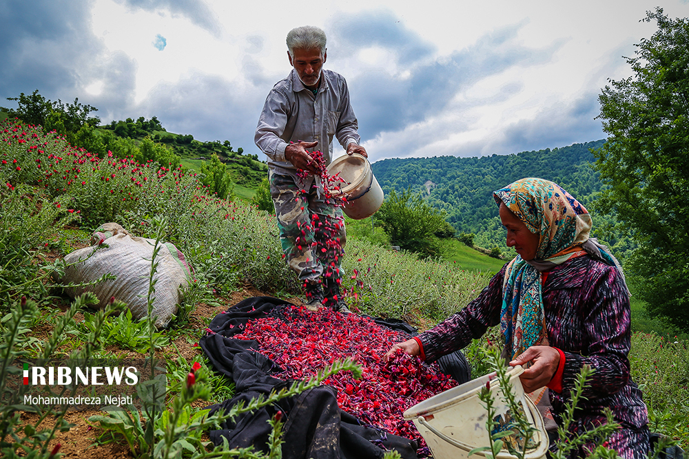 برداشت گل گاوزبان در مازندران/ گزارش تصویری