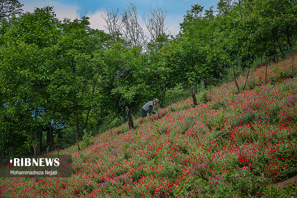 برداشت گل گاوزبان در مازندران/ گزارش تصویری