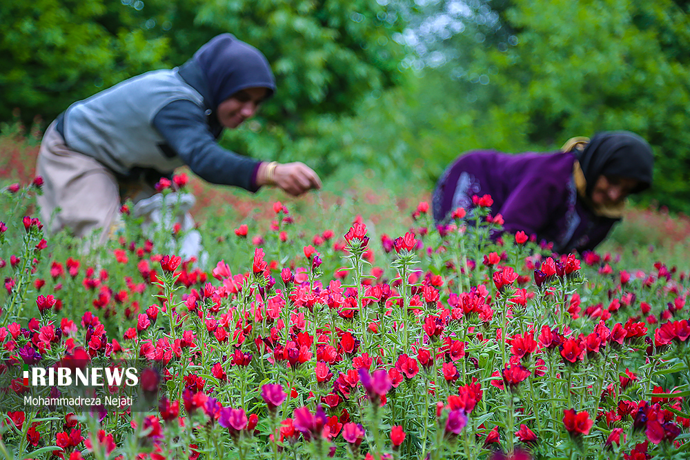 برداشت گل گاوزبان در مازندران/ گزارش تصویری
