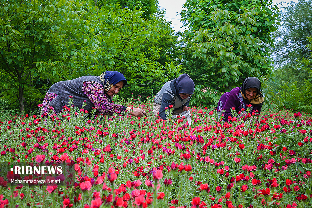 برداشت گل گاوزبان در مازندران/ گزارش تصویری