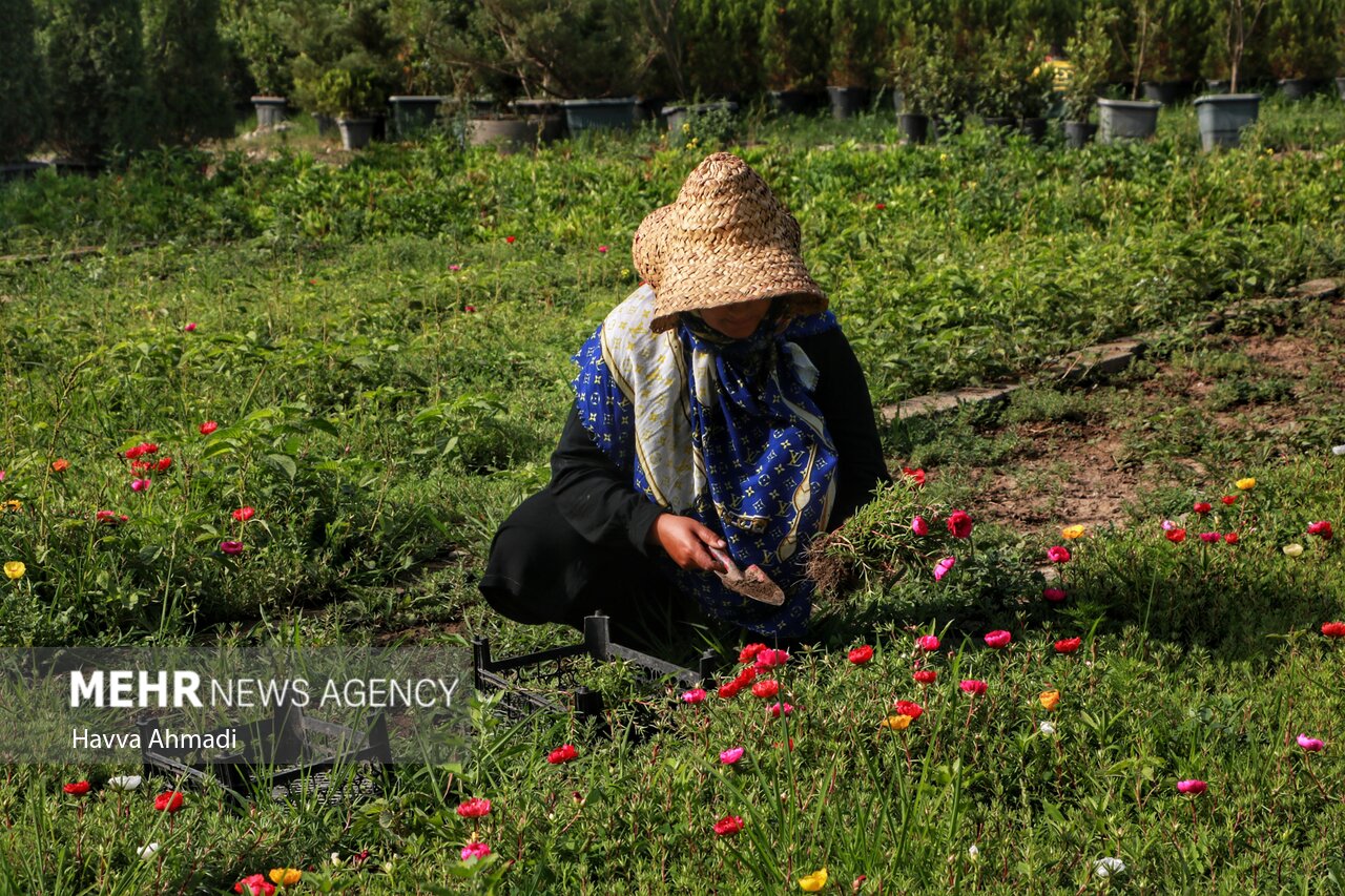 مازندران؛ قطب تولید گل و گیاه/ گزارش تصویری