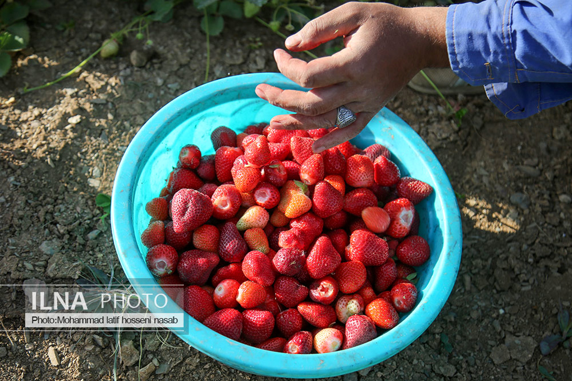 برداشت توت فرنگی در کردستان/ گزارش تصویری