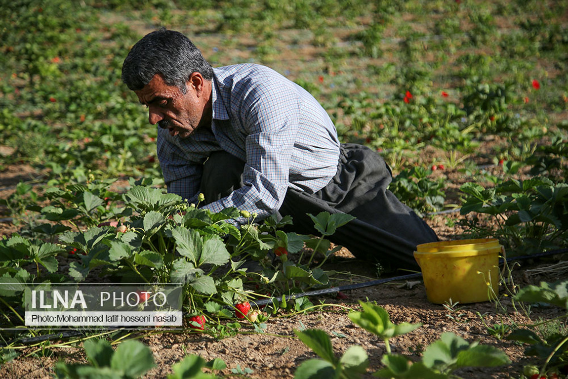 برداشت توت فرنگی در کردستان/ گزارش تصویری