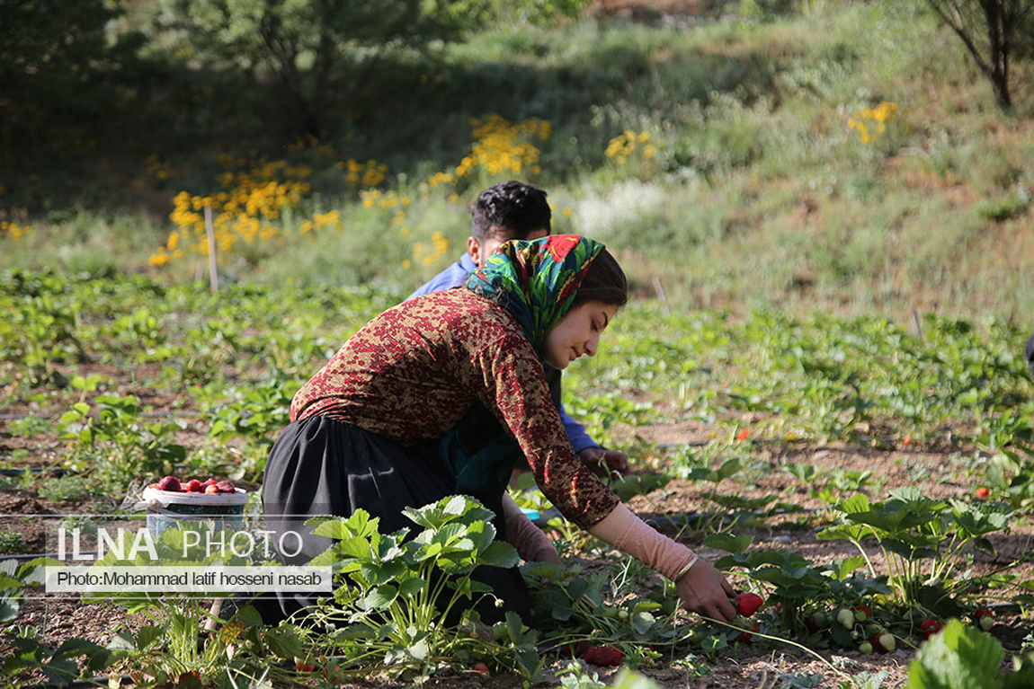 برداشت توت فرنگی در کردستان/ گزارش تصویری