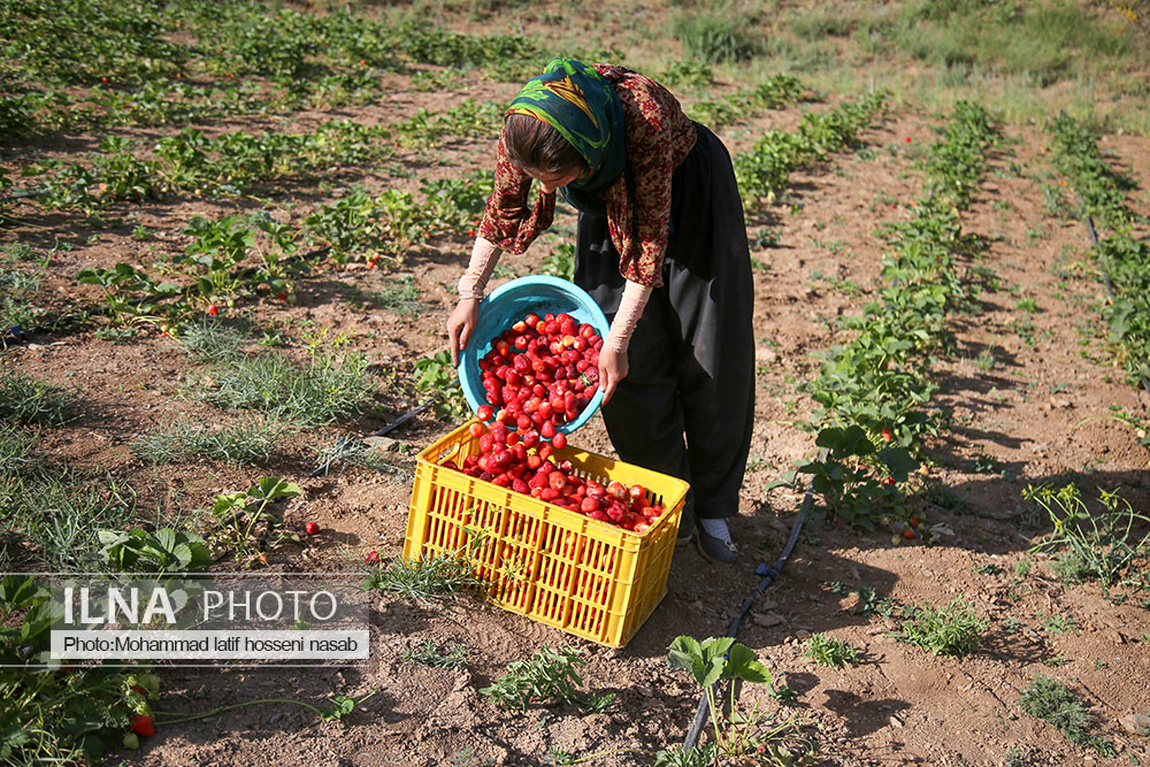 برداشت توت فرنگی در کردستان/ گزارش تصویری