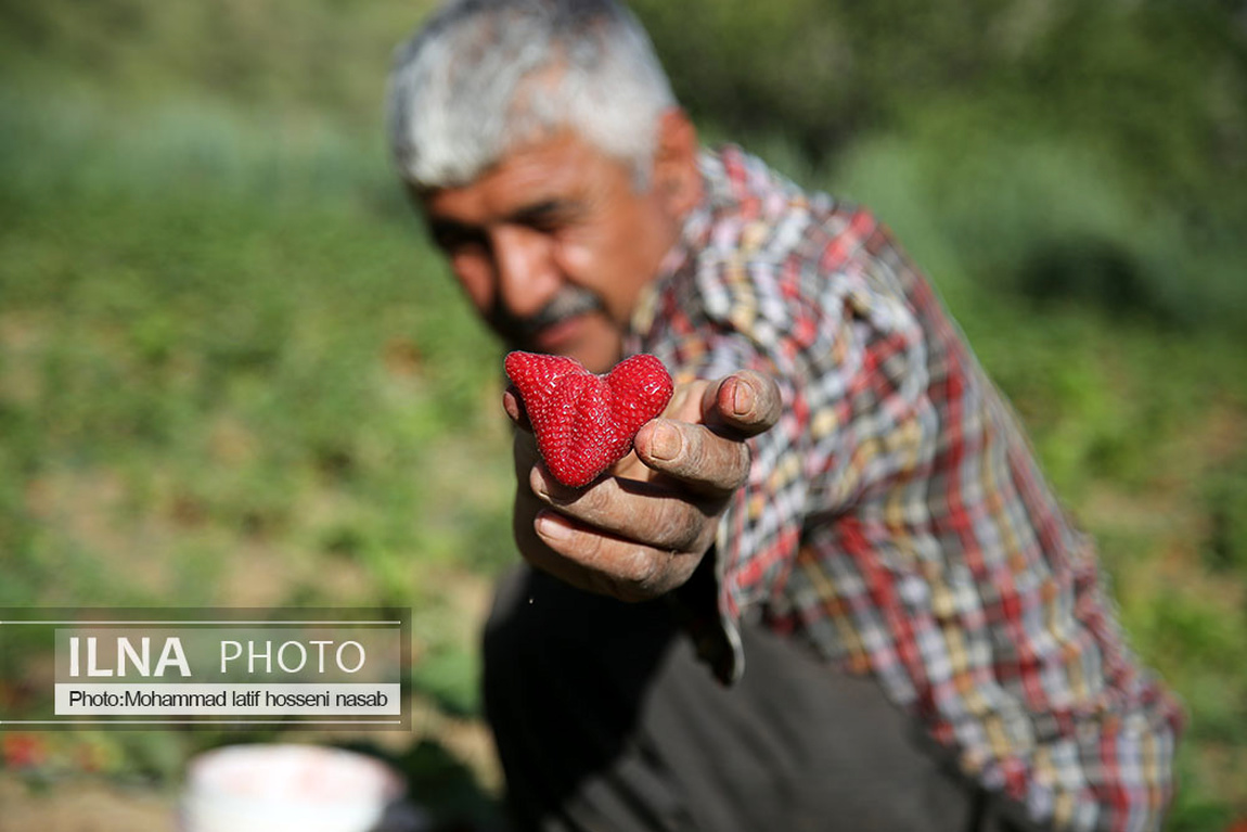 برداشت توت فرنگی در کردستان/ گزارش تصویری