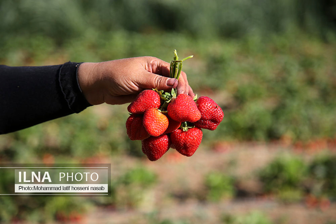 برداشت توت فرنگی در کردستان/ گزارش تصویری
