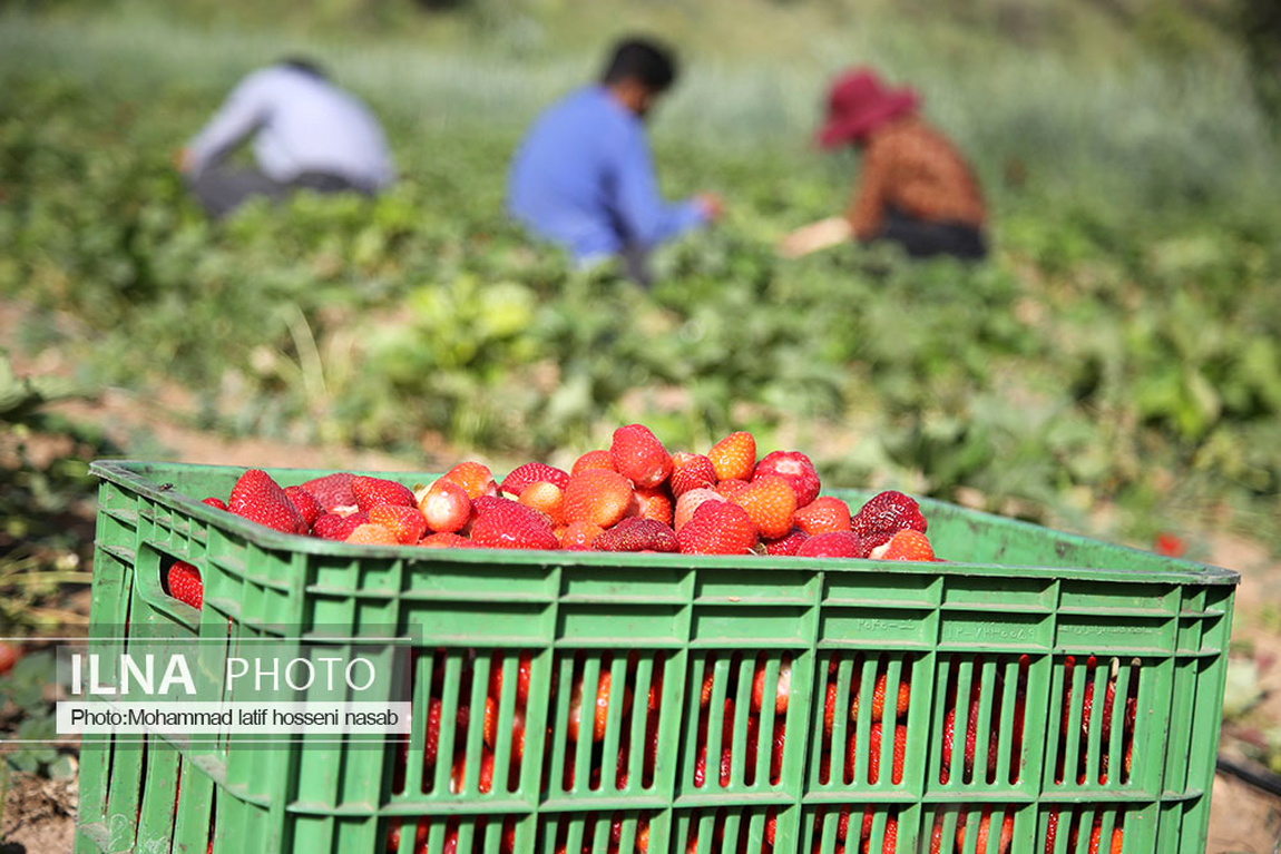 برداشت توت فرنگی در کردستان/ گزارش تصویری