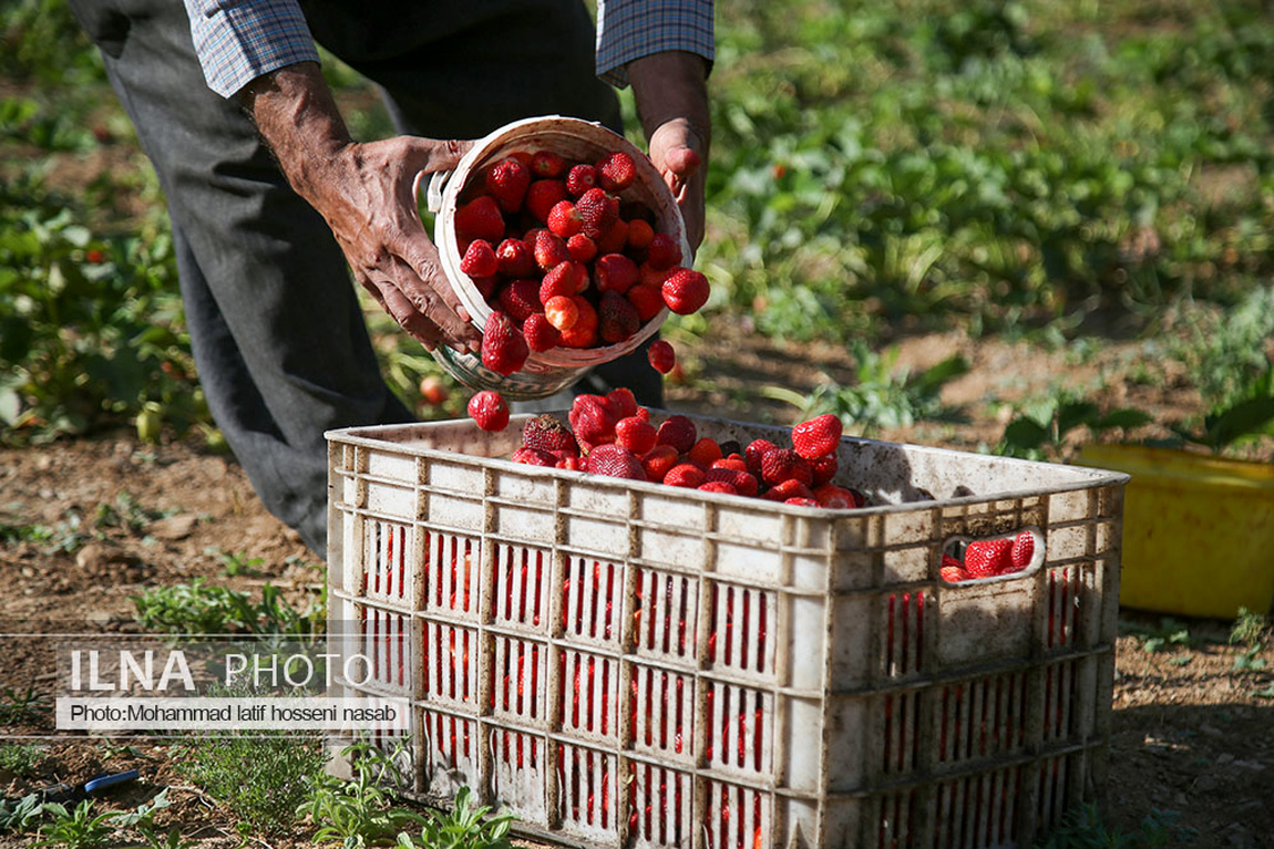 برداشت توت فرنگی در کردستان/ گزارش تصویری