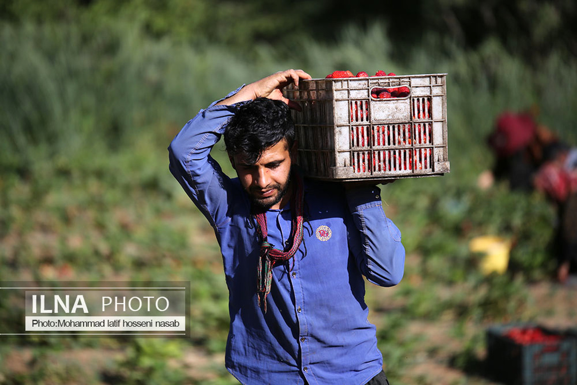 برداشت توت فرنگی در کردستان/ گزارش تصویری