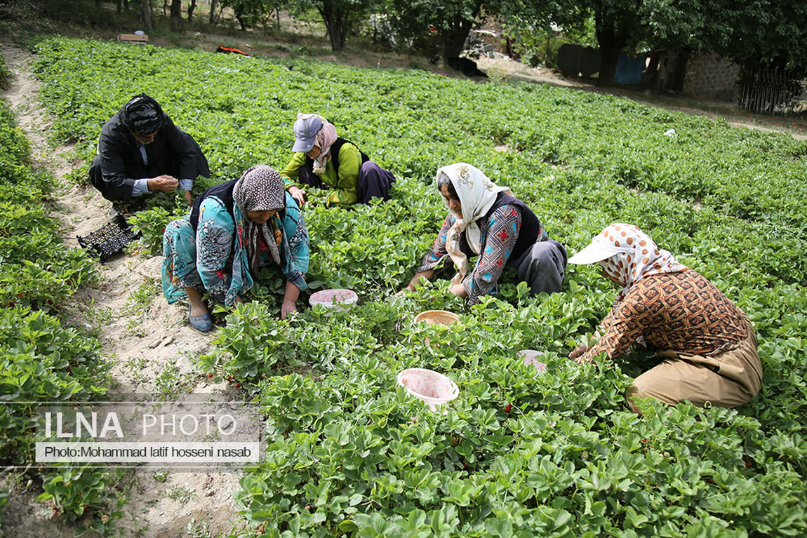 برداشت توت فرنگی در کردستان/ گزارش تصویری