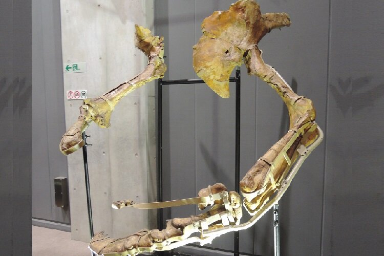 کشف گونه جدیدی از دایناسور‌ها در ژاپن