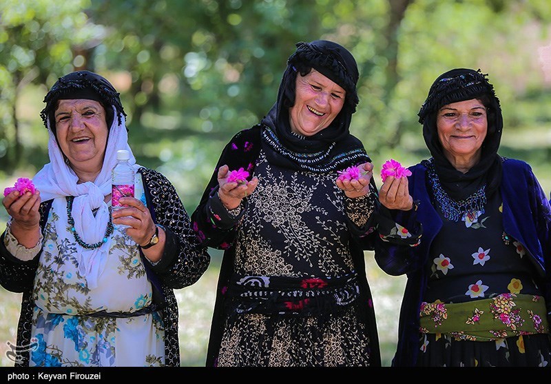 جشنواره گلاب‌گیری در روستای امروله/ گزارش تصویری