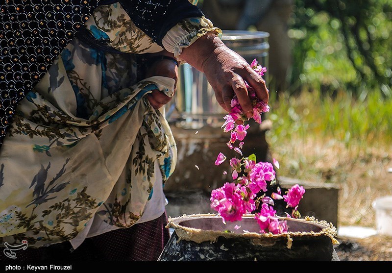 جشنواره گلاب‌گیری در روستای امروله/ گزارش تصویری