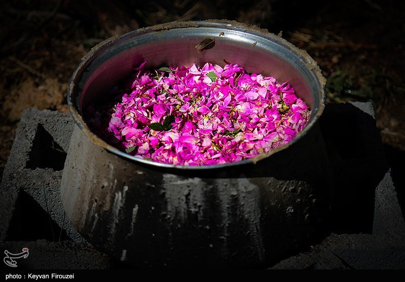 جشنواره گلاب‌گیری در روستای امروله/ گزارش تصویری