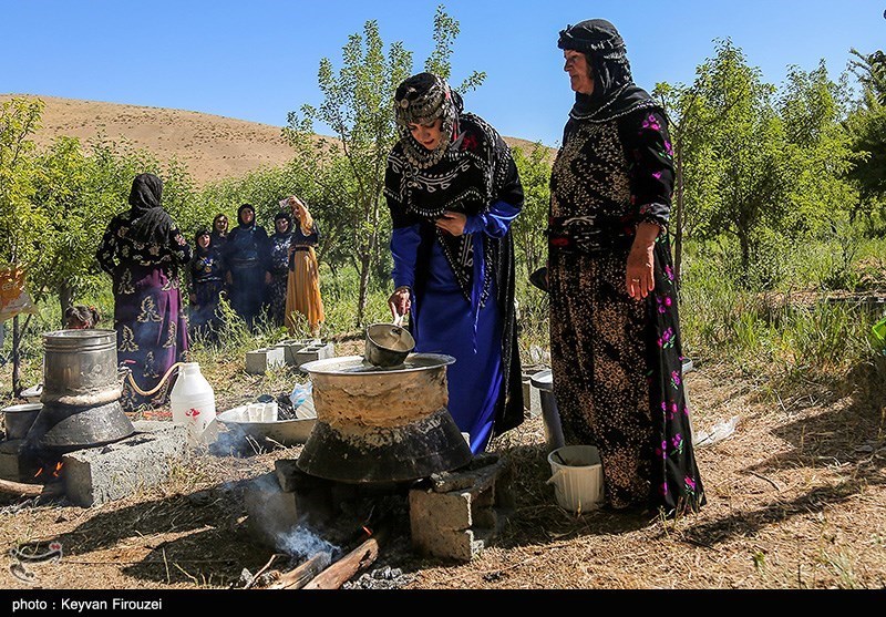 جشنواره گلاب‌گیری در روستای امروله/ گزارش تصویری