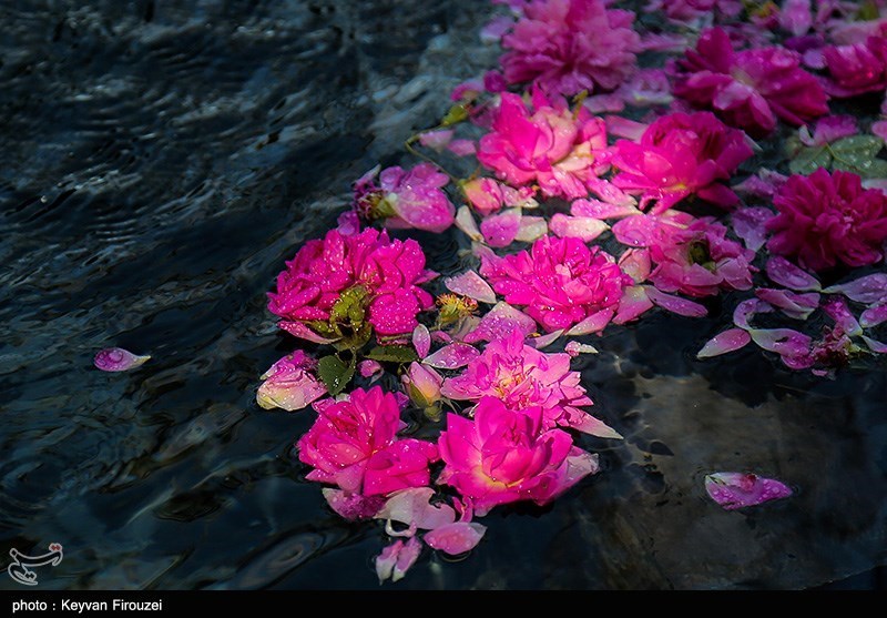 جشنواره گلاب‌گیری در روستای امروله/ گزارش تصویری