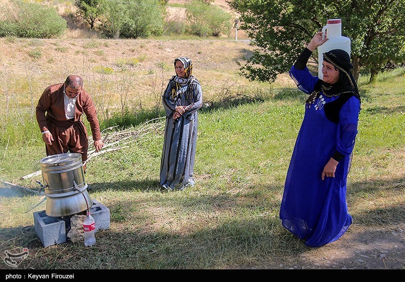 جشنواره گلاب‌گیری در روستای امروله/ گزارش تصویری