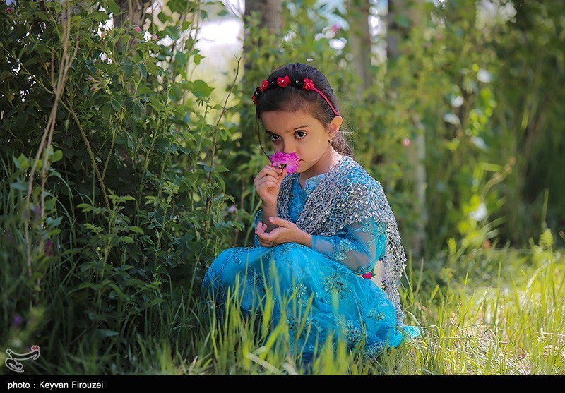 جشنواره گلاب‌گیری در روستای امروله/ گزارش تصویری