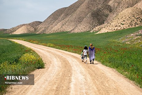تپه‌های مخملی هزار دره ترکمن صحرا/ گزارش تصویری