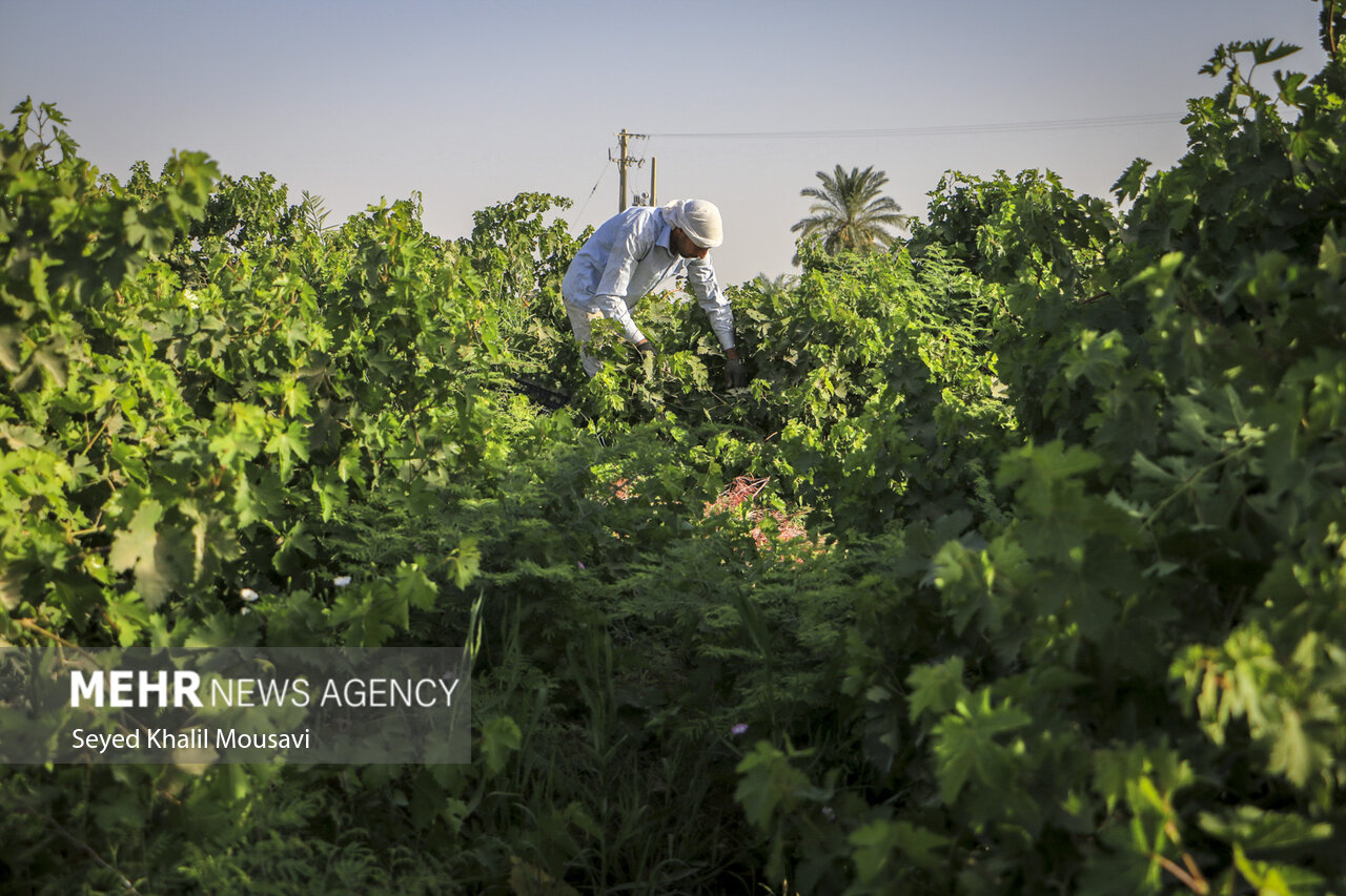 برداشت انگور از تاکستان‌های «غزاویه»/ گزارش تصویری