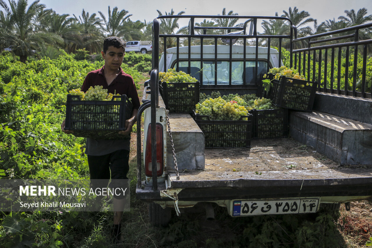 برداشت انگور از تاکستان‌های «غزاویه»/ گزارش تصویری