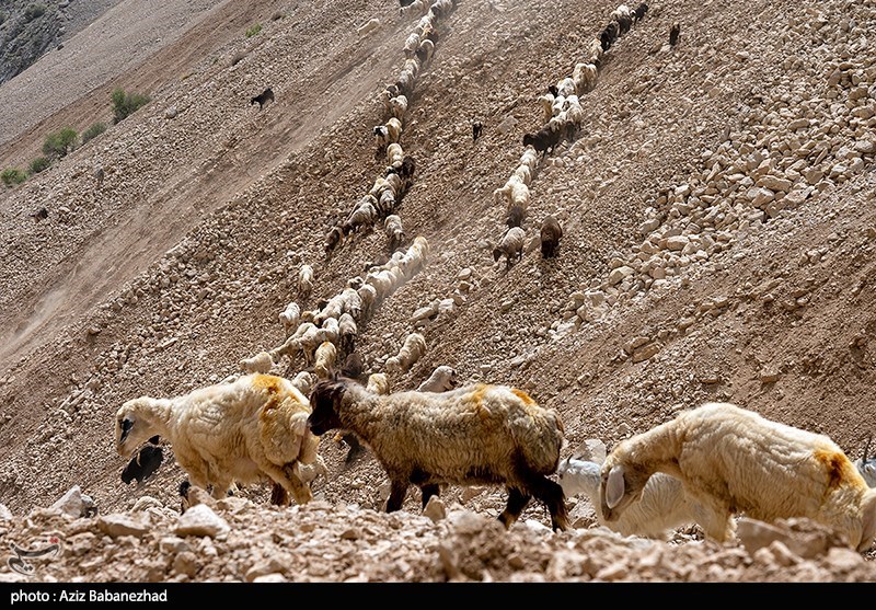 تنگه کول‌ پیر در خرم آباد/ گزارش تصویری