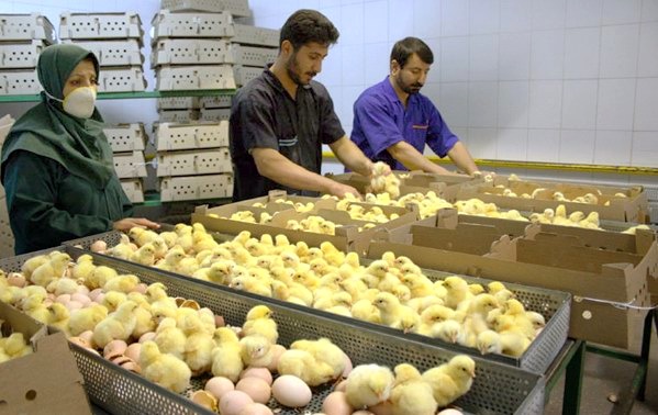 مرغ ۳۵ هزار تومانی خریدار ندارد