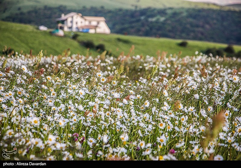 گل‌های بابونه در فندقلو «نمین»/ گزارش تصویری