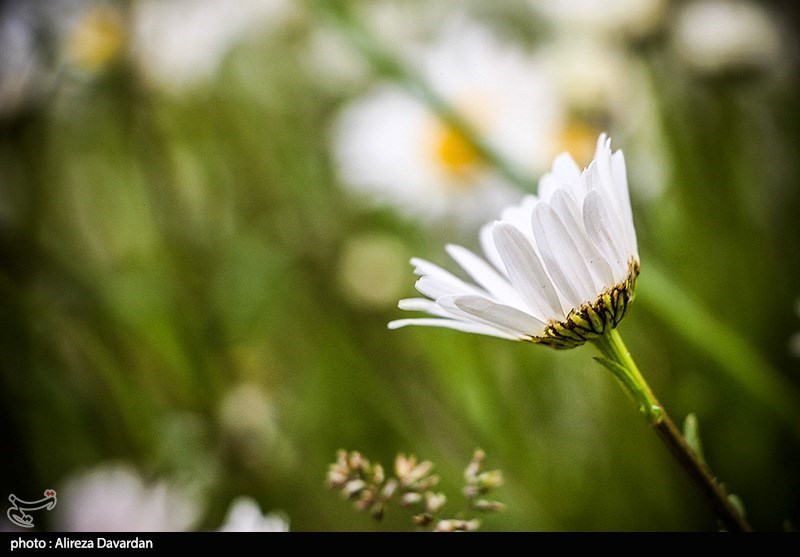 گل‌های بابونه در فندقلو «نمین»/ گزارش تصویری