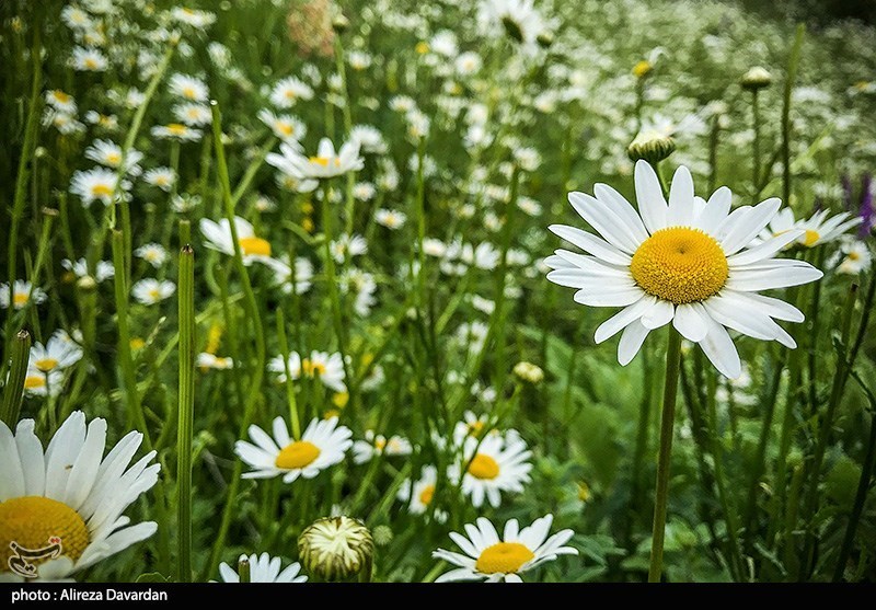 گل‌های بابونه در فندقلو «نمین»/ گزارش تصویری