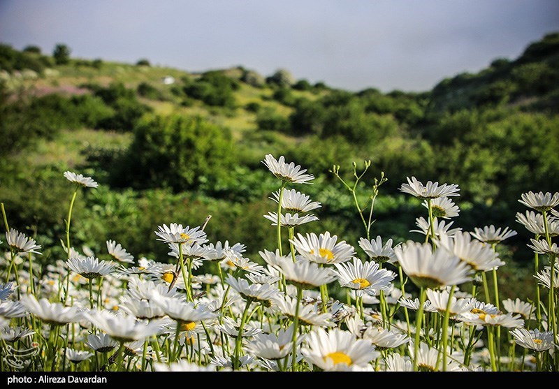 گل‌های بابونه در فندقلو «نمین»/ گزارش تصویری