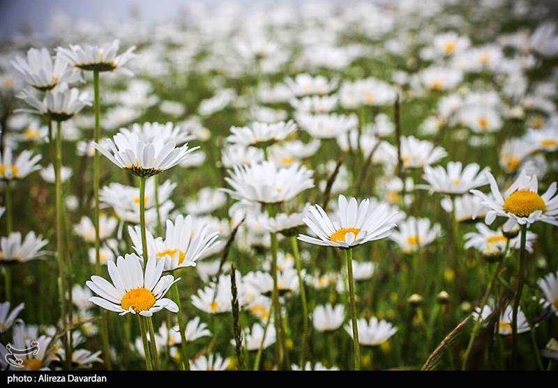 گل‌های بابونه در فندقلو «نمین»/ گزارش تصویری