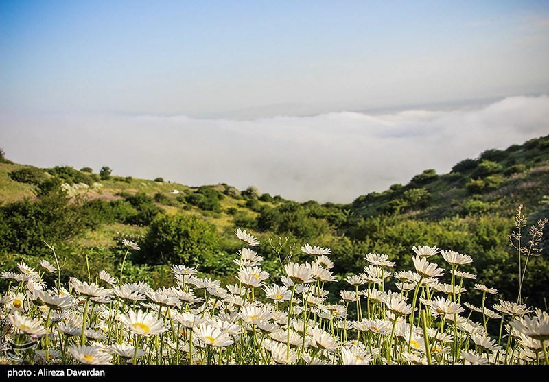 گل‌های بابونه در فندقلو «نمین»/ گزارش تصویری