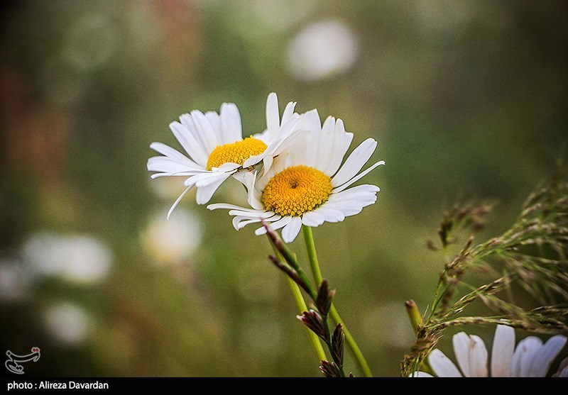 گل‌های بابونه در فندقلو «نمین»/ گزارش تصویری