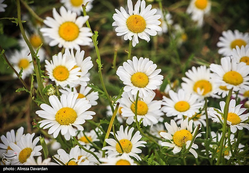 گل‌های بابونه در فندقلو «نمین»/ گزارش تصویری