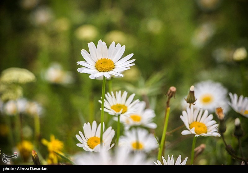 گل‌های بابونه در فندقلو «نمین»/ گزارش تصویری