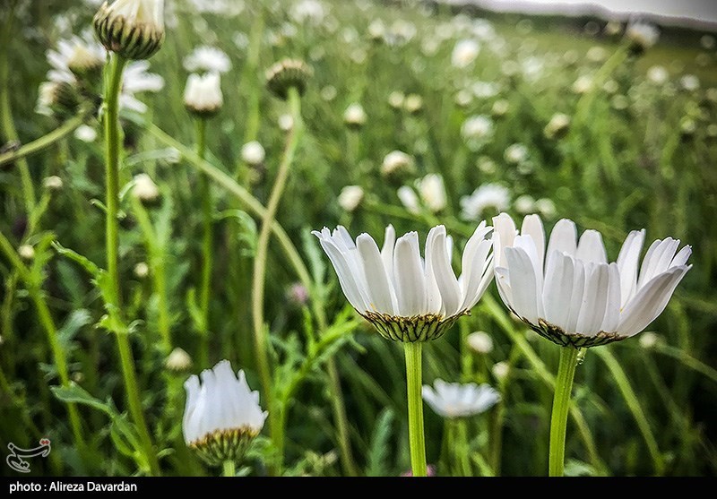 گل‌های بابونه در فندقلو «نمین»/ گزارش تصویری