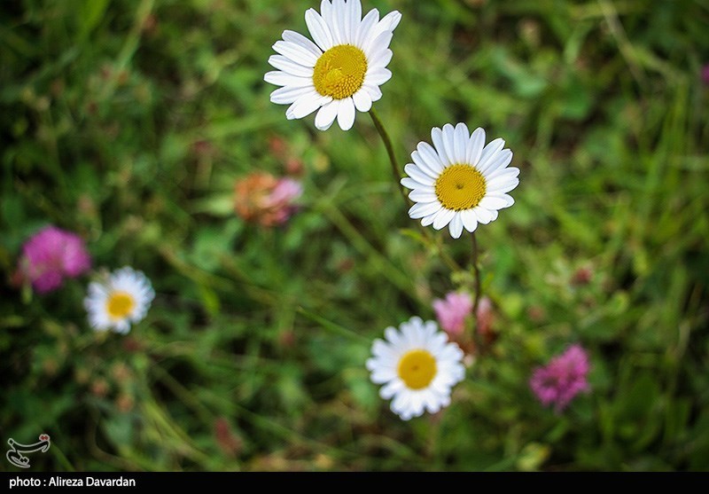 گل‌های بابونه در فندقلو «نمین»/ گزارش تصویری