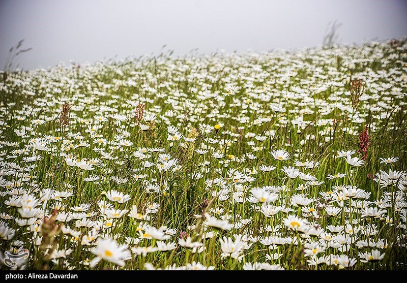 گل‌های بابونه در فندقلو «نمین»/ گزارش تصویری