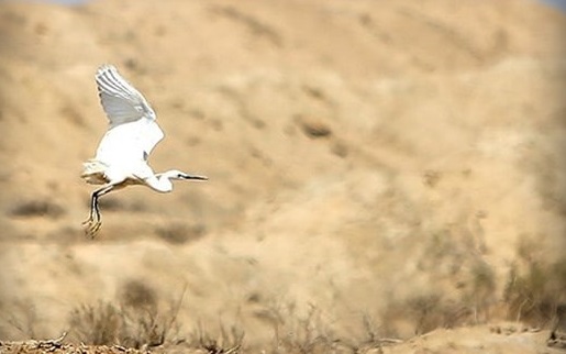 ۹۸ درصد تالاب گاوخونی خشک شد!