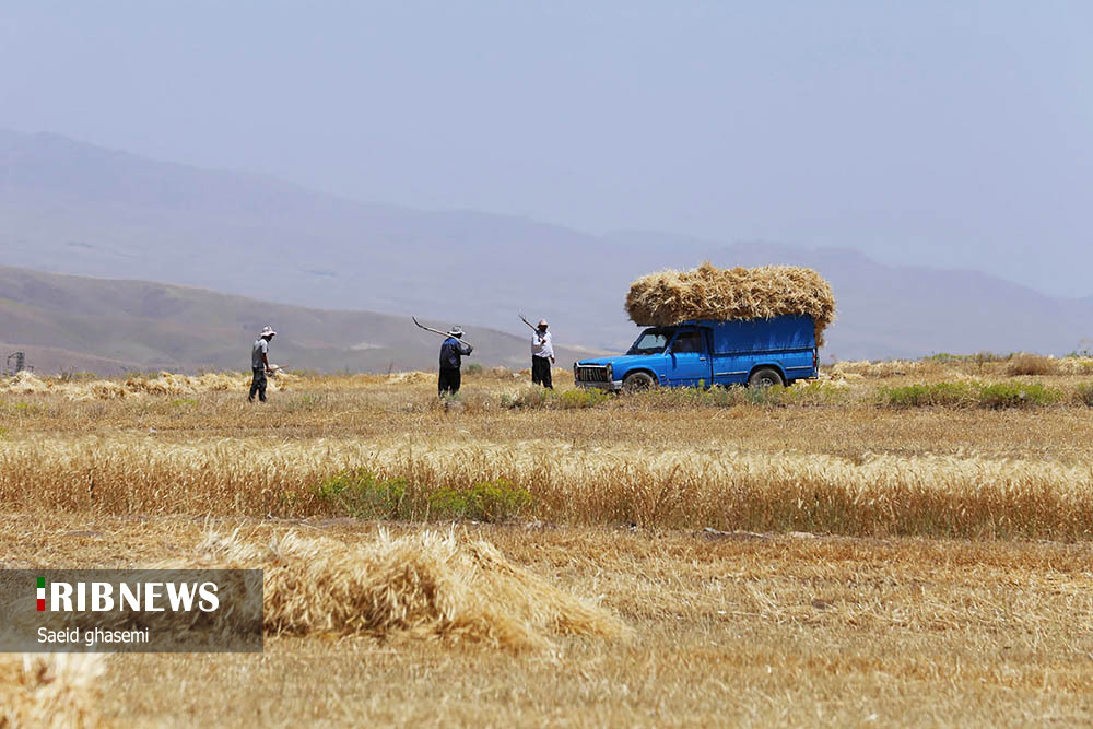 برداشت گندم و جو در «اهر»/ گزارش تصویری