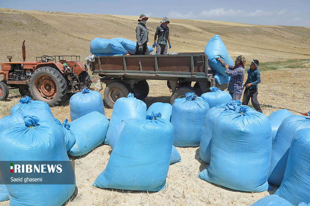 برداشت گندم و جو در «اهر»/ گزارش تصویری