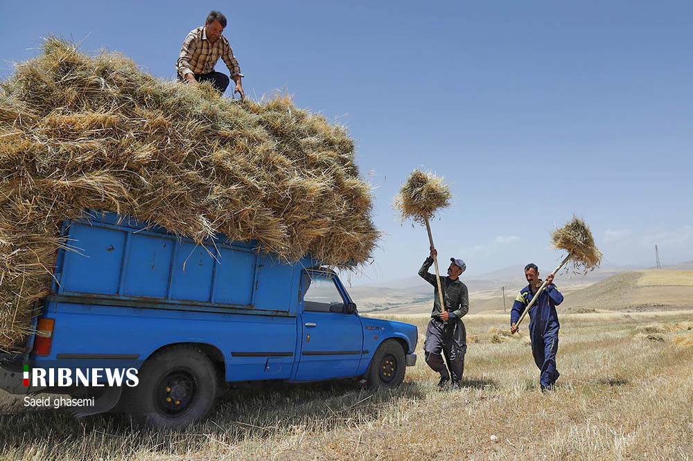 برداشت گندم و جو در «اهر»/ گزارش تصویری