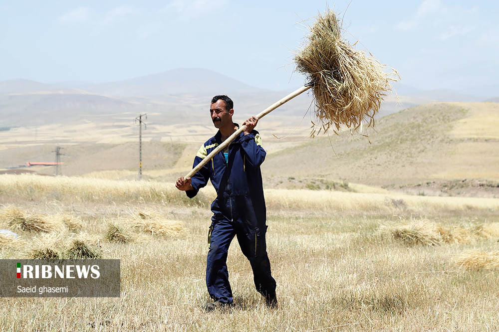 برداشت گندم و جو در «اهر»/ گزارش تصویری