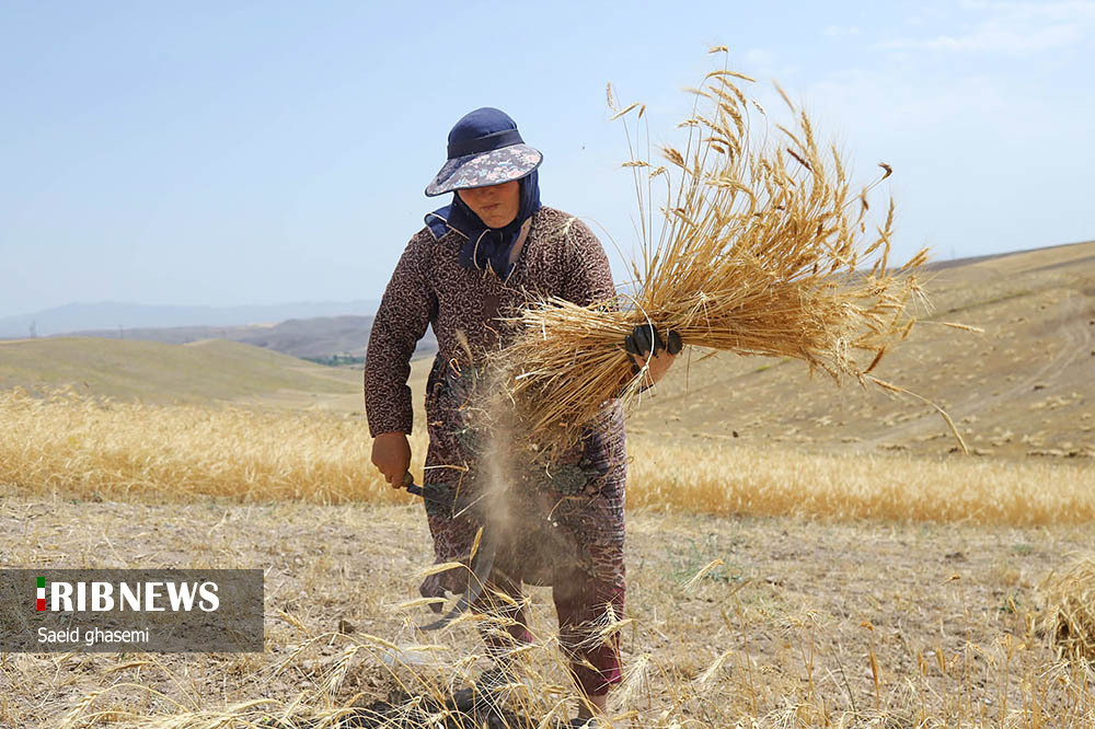 برداشت گندم و جو در «اهر»/ گزارش تصویری