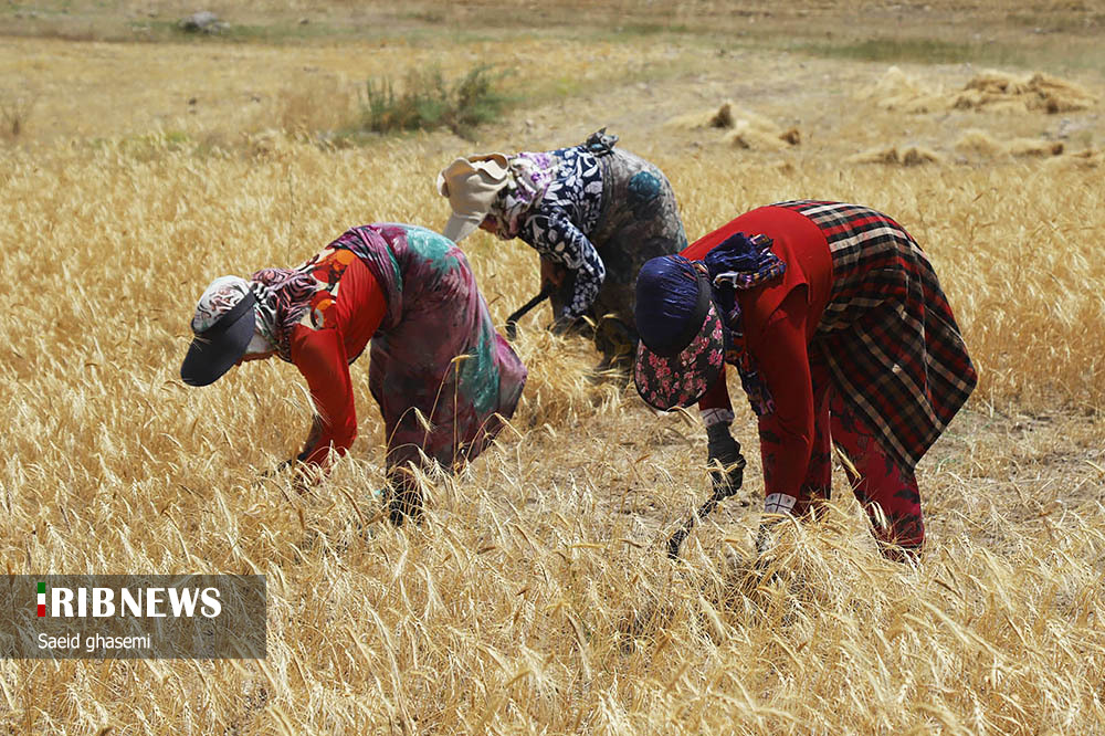 برداشت گندم و جو در «اهر»/ گزارش تصویری