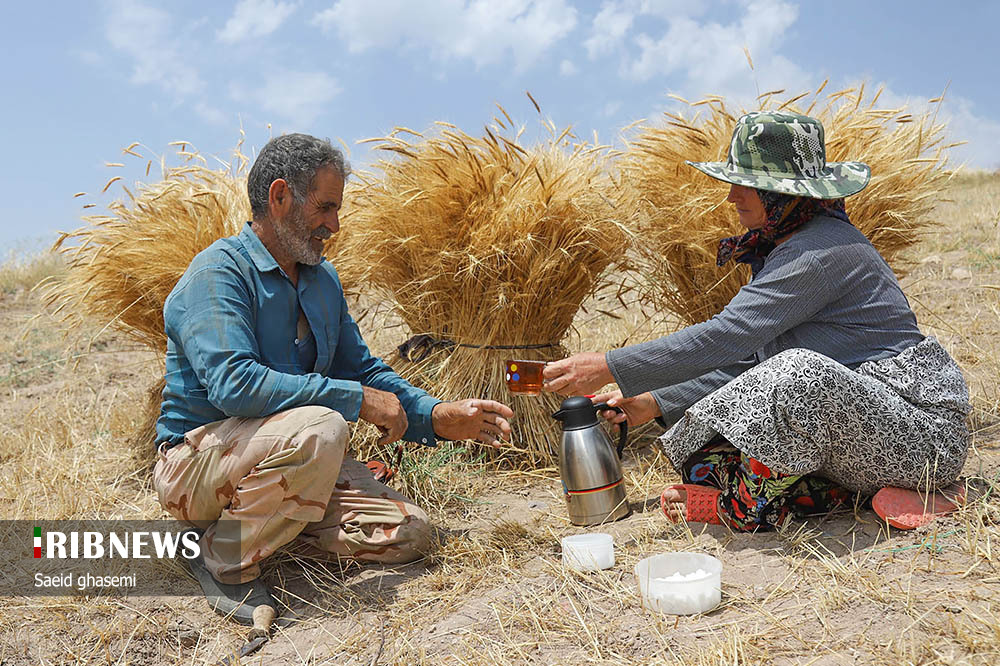 برداشت گندم و جو در «اهر»/ گزارش تصویری